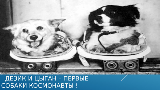 дезик и цыган – первые собаки космонавты !