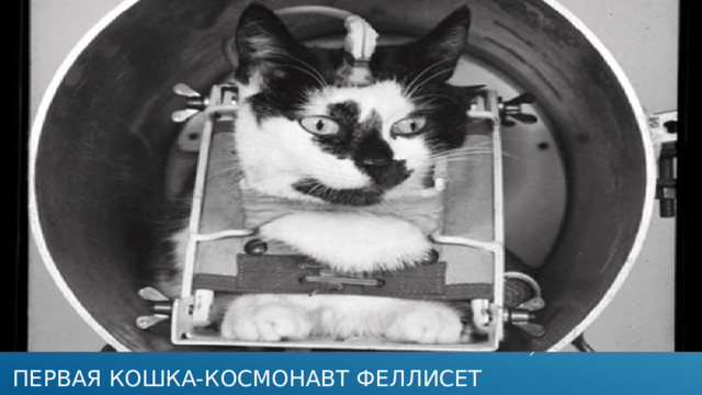 первая кошка-космонавт феллисет