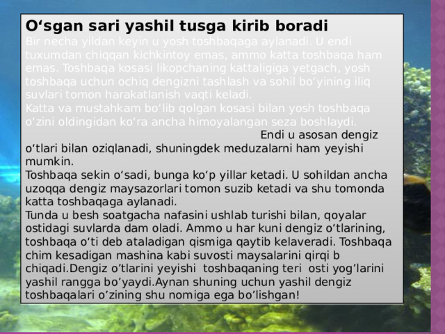 O‘sgan sari yashil tusga kirib boradi  Bir necha yildan keyin u yosh toshbaqaga aylanadi. U endi tuxumdan chiqqan kichkintoy emas, ammo katta toshbaqa ham emas. Toshbaqa kosasi likopchaning kattaligiga yetgach, yosh toshbaqa uchun ochiq dengizni tashlash va sohil bo‘yining iliq suvlari tomon harakatlanish vaqti keladi. Katta va mustahkam bo‘lib qolgan kosasi bilan yosh toshbaqa o‘zini oldingidan ko‘ra ancha himoyalangan seza boshlaydi. Endi u asosan dengiz o‘tlari bilan oziqlanadi, shuningdek meduzalarni ham yeyishi mumkin. Toshbaqa sekin o‘sadi, bunga ko‘p yillar ketadi. U sohildan ancha uzoqqa dengiz maysazorlari tomon suzib ketadi va shu tomonda katta toshbaqaga aylanadi. Tunda u besh soatgacha nafasini ushlab turishi bilan, qoyalar ostidagi suvlarda dam oladi. Ammo u har kuni dengiz o‘tlarining, toshbaqa o‘ti deb ataladigan qismiga qaytib kelaveradi. Toshbaqa chim kesadigan mashina kabi suvosti maysalarini qirqi b chiqadi.Dengiz o’tlarini yeyishi toshbaqaning teri osti yog’larini yashil rangga bo’yaydi.Aynan shuning uchun yashil dengiz toshbaqalari o’zining shu nomiga ega bo’lishgan!