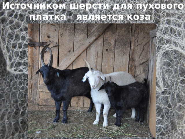 Источником шерсти для пухового платка является коза