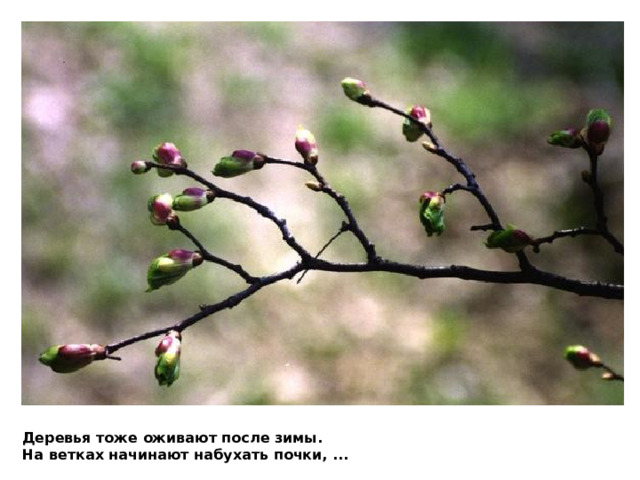 Деревья тоже оживают после зимы.  На ветках начинают набухать почки, ...