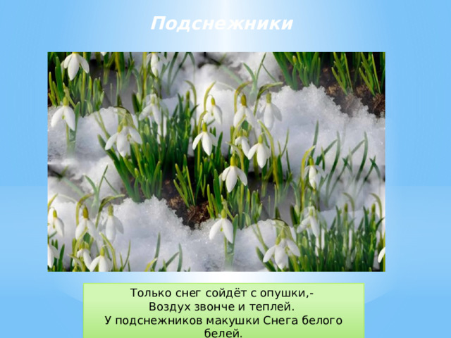 Подснежники Только снег сойдёт с опушки,- Воздух звонче и теплей. У подснежников макушки Снега белого белей.