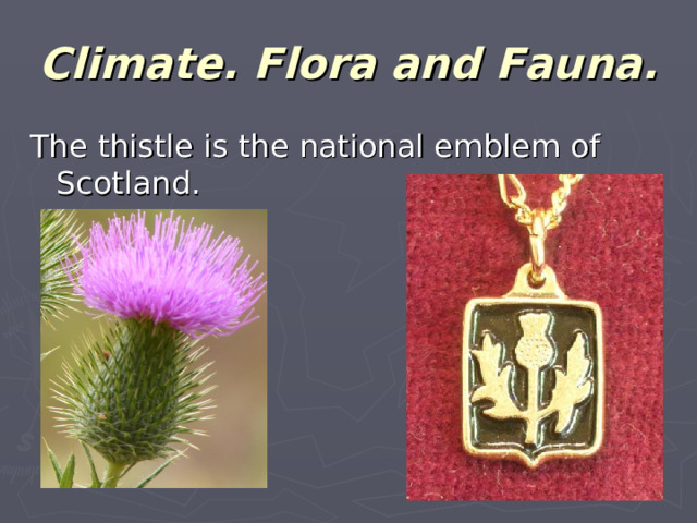 Climate. Flora and Fauna. The thistle is the national emblem of Scotland.