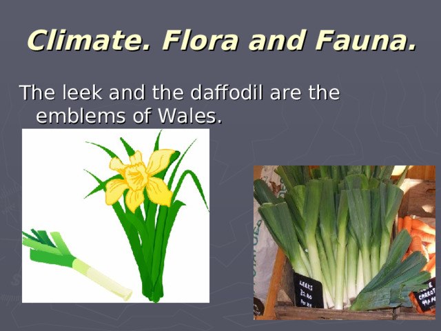Climate. Flora and Fauna. The leek and the daffodil are the emblems of Wales.