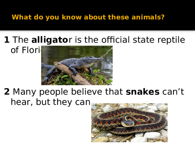 What do you know about these animals?   1 The alligato r is the official state reptile of Florida, USA.   2 Many people believe that snakes can’t hear, but they can.