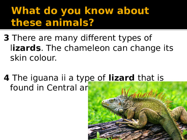 What do you know about these animals? 3 There are many different types of l izards . The chameleon can change its skin colour. 4 The iguana ii a type of lizard that is found in Central and South America.