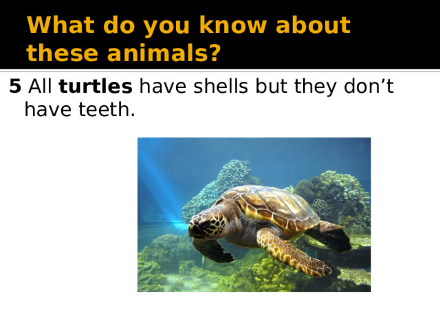 What do you know about these animals? 5 All turtles have shells but they don’t have teeth.