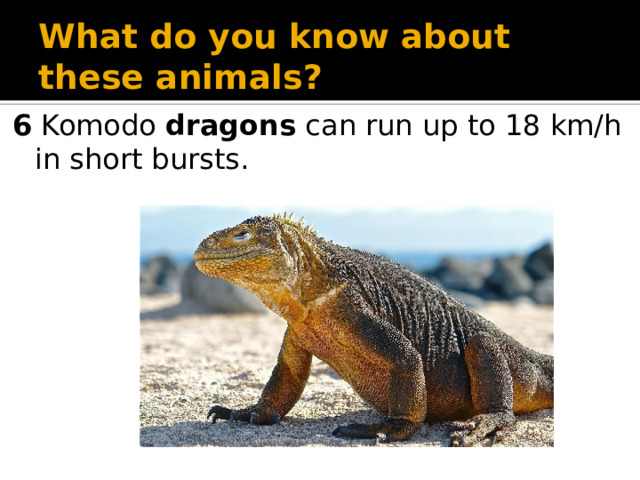What do you know about these animals? 6 Komodo dragons can run up to 18 km/h in short bursts.
