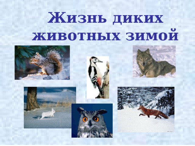 Жизнь диких животных зимой