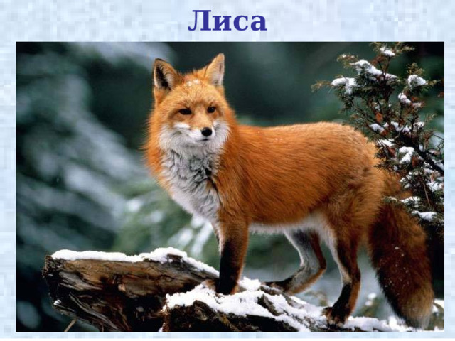 Лиса