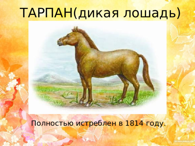 ТАРПАН(дикая лошадь)  Полностью истреблен в 1814 году.