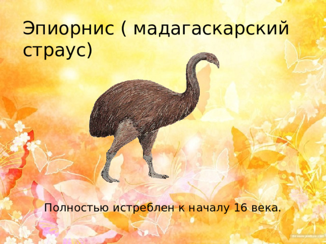 Эпиорнис ( мадагаскарский страус)  Полностью истреблен к началу 16 века.