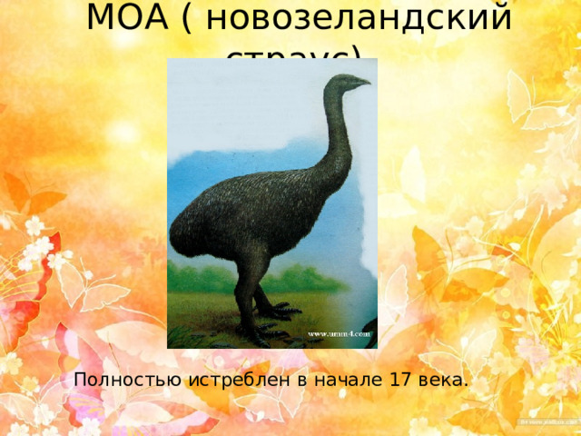 МОА ( новозеландский страус)  Полностью истреблен в начале 17 века.