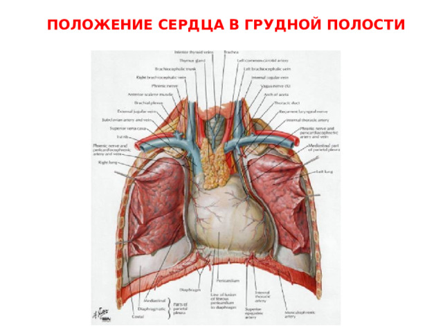 Положение сердца