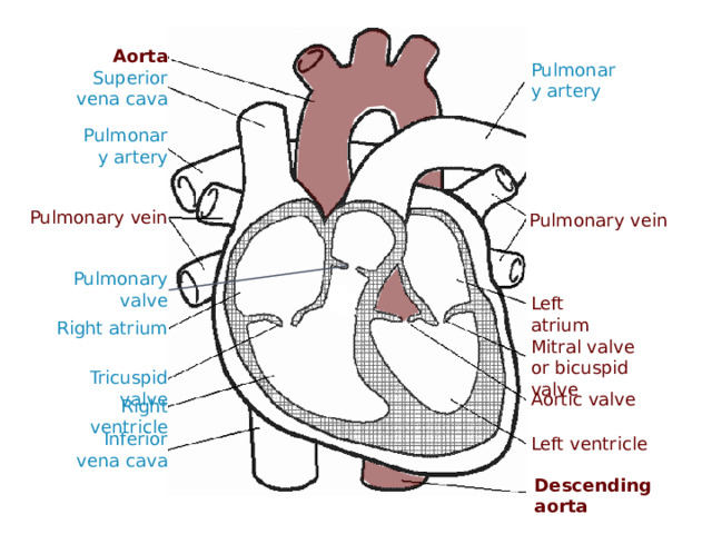 Aorta Pulmonary artery Superior vena cava Pulmonary artery Pulmonary vein Pulmonary vein Pulmonary valve Left atrium Right atrium Mitral valve or bicuspid valve Tricuspid valve Aortic valve Right ventricle Inferior vena cava Left ventricle Descending aorta