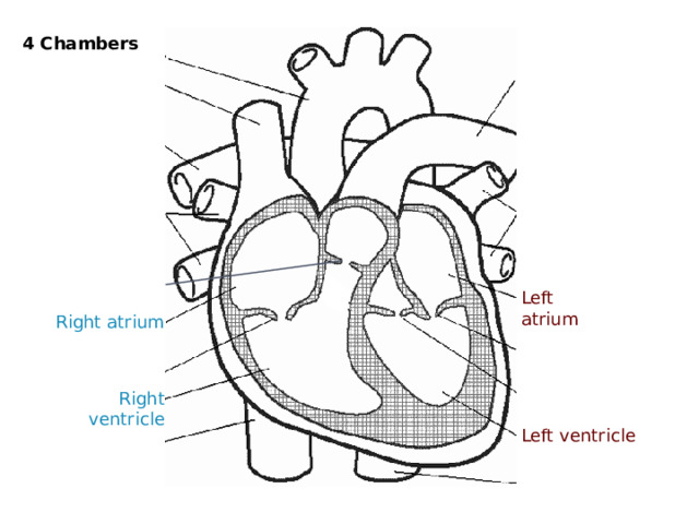 4 Chambers Left atrium Right atrium Right ventricle Left ventricle