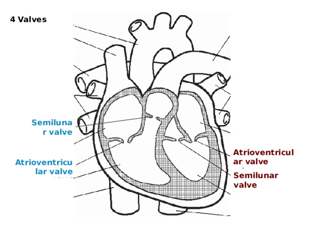 4 Valves Pulmonary valve Semilunar valve Mitral valve or bicuspid valve Atrioventricular valve Atrioventricular valve Tricuspid valve Aortic valve Semilunar valve