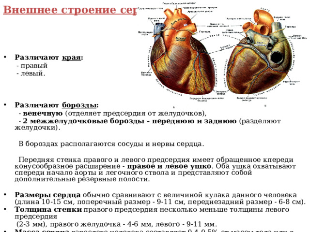 Внешнее строение сердца Различают края :  - правый  - левый.   Различают борозды :  - венечную (отделяет предсердия от желудочков),  - 2 межжелудочковые борозды - переднюю и заднюю (разделяют желудочки).  В бороздах располагаются сосуды и нервы сердца.  Передняя стенка правого и левого предсердия имеет обращенное кпереди конусообразное расширение - правое и левое ушко . Оба ушка охватывают спереди начало аорты и легочного ствола и представляют собой дополнительные резервные полости. Размеры сердца обычно сравнивают с величиной кулака данного человека (длина 10-15 см, поперечный размер - 9-11 см, переднезадний размер - 6-8 см). Толщина стенки правого предсердия несколько меньше толщины левого предсердия  (2-3 мм), правого желудочка - 4-6 мм, левого - 9-11 мм.