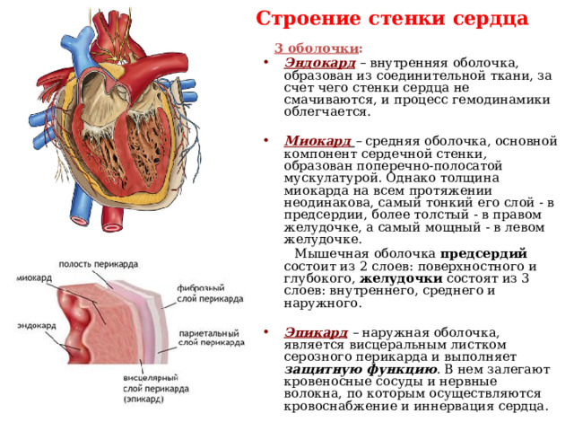 Строение стенки сердца  3 оболочки : Эндокард – внутренняя оболочка,  образован из соединительной ткани, за счет чего стенки сердца не смачиваются, и процесс гемодинамики облегчается.  Миокард  – средняя оболочка, основной компонент сердечной стенки , образован поперечно-полосатой мускулатурой. Однако толщина миокарда на всем протяжении неодинакова, самый тонкий его слой - в предсердии, более толстый - в правом желудочке, а самый мощный - в левом желудочке.  Мышечная оболочка предсердий состоит из 2 слоев: поверхностного и глубокого, желудочки состоят из 3 слоев: внутреннего, среднего и наружного.  Эпикард – наружная оболочка,  является висцеральным листком серозного перикарда и выполняет защитную функцию . В нем залегают кровеносные сосуды и нервные волокна, по которым осуществляются кровоснабжение и иннервация сердца.  Околосердечная сумка - перикард .