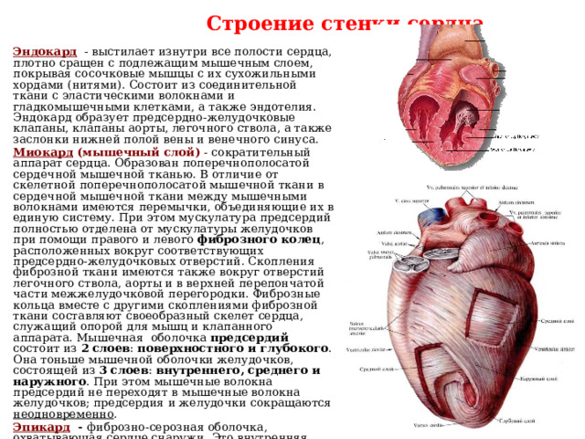 Строение стенки сердца