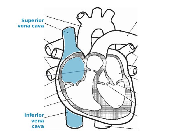 Superior vena cava Inferior vena cava