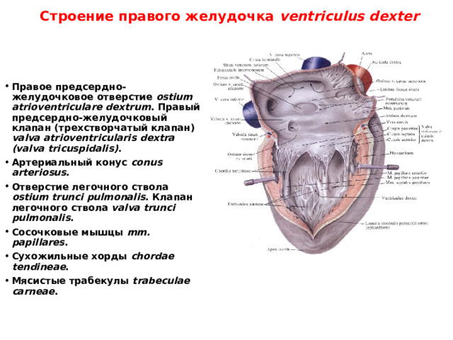 Строение правого желудочка ventriculus dexter
