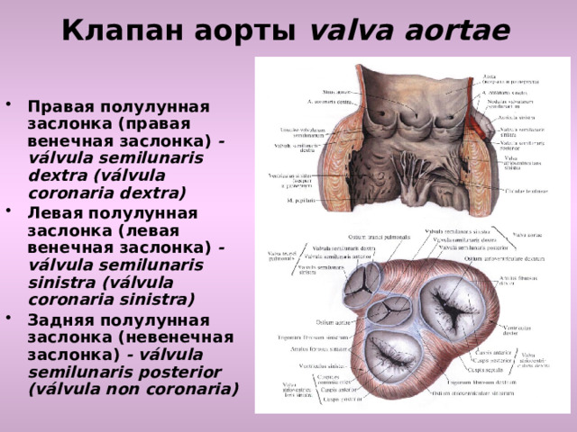 Клапан аорты valva aortae Правая полулунная заслонка (правая венечная заслонка) - válvula semilunaris dextra (válvula coronaria dextra) Левая полулунная заслонка (левая венечная заслонка) - válvula semilunaris sinistra (válvula coronaria sinistra) Задняя полулунная заслонка (невенечная заслонка) - válvula semilunaris posterior (válvula non coronaria)