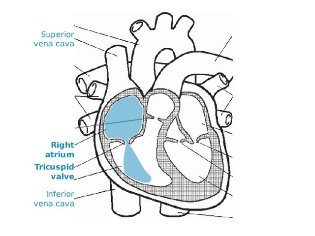 Superior vena cava Right atrium Tricuspid valve Inferior vena cava