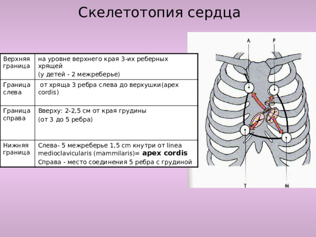 Скелетотопия сердца Верхняя граница на уровне верхнего края 3-их реберных хрящей Граница слева (у детей - 2 межреберье)  от хряща 3 ребра слева до верхушки(apex cordis) Граница справа Вверху: 2-2,5 см от края грудины Нижняя граница (от 3 до 5 ребра) Слева- 5 межреберье 1,5 cm кнутри от linea medioclavicularis (mammilaris)= apex cordis Cправа - место соединения 5 ребра с грудиной