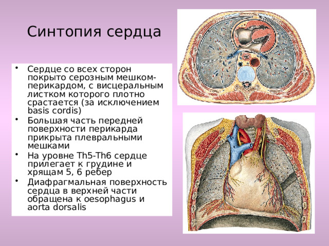 Синтопия сердца