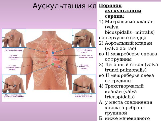 Аускультация клапанов Порядок аускультации сердца: 1) Митральный клапан (valva bicuspidalis=mitralis) на верхушке сердца 2) Аортальный клапан (valva aortae) во II межреберье справа от грудины 3) Легочный ствол (valva trunci pulmonalis) во II межреберье слева от грудины 4) Трехстворчатый клапан (valva tricuspidalis) А. у места соединения хряща 5 ребра с грудиной Б. ниже мечевидного отростка