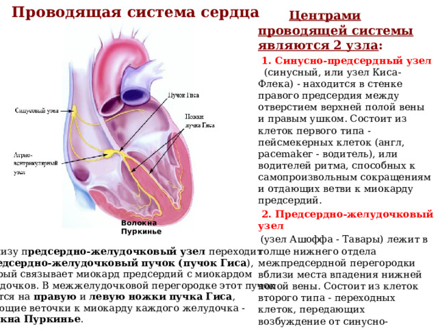 Синусно предсердный узел находится