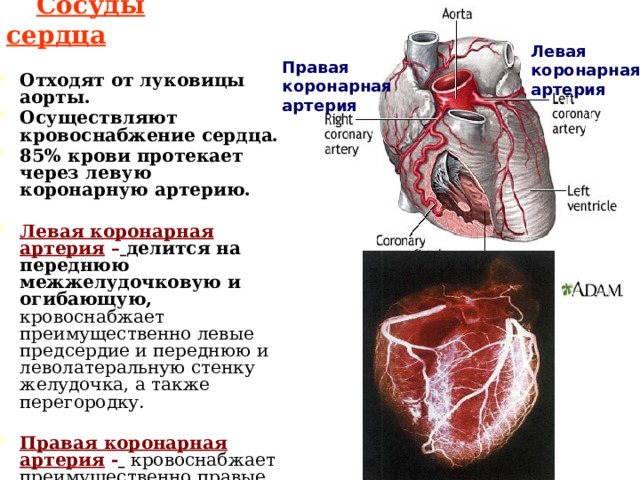Сосуды сердца  Левая коронарная артерия Правая коронарная артерия Отходят от луковицы аорты. Осуществляют кровоснабжение сердца. 85% крови протекает через левую коронарную артерию.  Левая коронарная артерия –  делится на переднюю межжелудочковую и огибающую, кровоснабжает преимущественно левые предсердие и переднюю и леволатеральную стенку желудочка, а также перегородку.