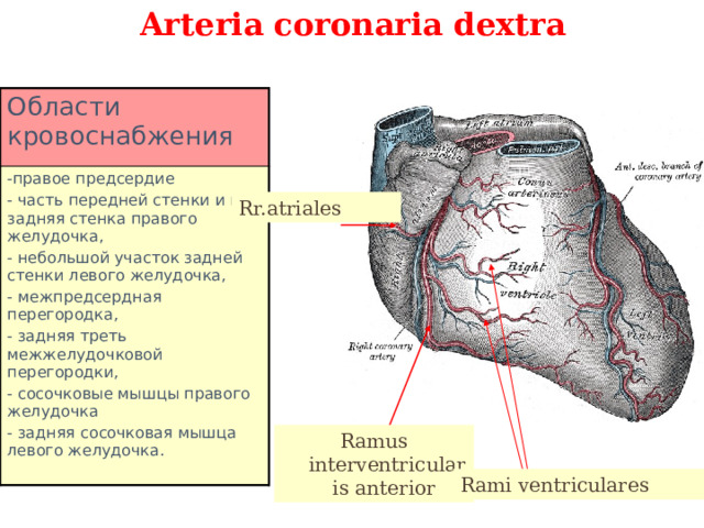 Arteria coronaria dextra Области кровоснабжения -правое предсердие - часть передней стенки и вся задняя стенка правого желудочка, - небольшой участок задней стенки левого желудочка, - межпредсердная перегородка, - задняя треть межжелудочковой перегородки, - сосочковые мышцы правого желудочка - задняя сосочковая мышца левого желудочка. Rr.atriales Ramus interventricularis anterior Rami ventriculares