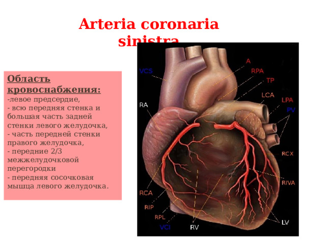 Arteria coronaria sinistra Область кровоснабжения: -левое предсердие, - всю передняя стенка и большая часть задней стенки левого желудочка, - часть передней стенки правого желудочка, - передние 2/3 межжелудочковой перегородки - передняя сосочковая мышца левого желудочка.