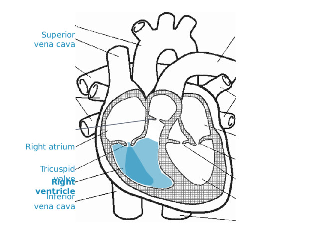 Superior vena cava Right atrium Tricuspid valve Right ventricle Inferior vena cava