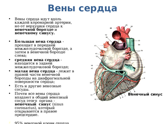 Вены сердца Вены сердца идут вдоль каждой коронарной артерии, но от верхушки сердца к венечной борозде и венечному синусу.   Большая вена сердца - проходит в передней межжелудочковой борозде, а затем в венечной борозде слева; средняя вена сердца - находится в задней межжелудочковой борозде; малая вена сердца - лежит в правой части венечной борозды на диафрагмальной поверхности сердца; Есть и другие венозные сосуды. Почти все вены сердца впадают в общий венозный сосуд этого органа - венечный синус (sinus coronarius), который открывается в правое предсердие. 95% венозной крови сердца поступает через венечный синус в правое предсердие, 5% - через сосуды Тибезия. Венечный синус
