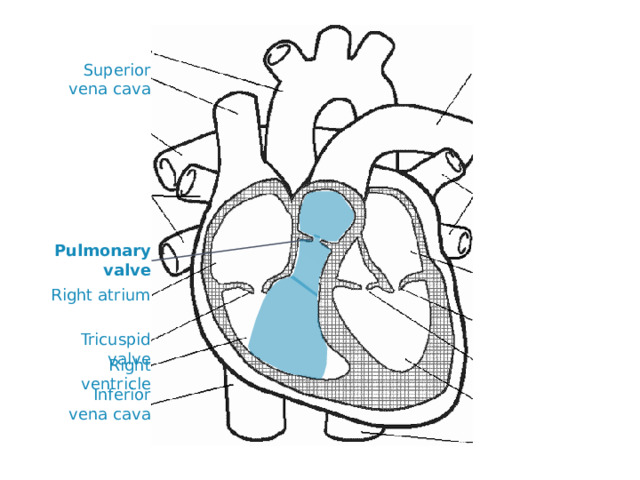 Superior vena cava Pulmonary valve Right atrium Tricuspid valve Right ventricle Inferior vena cava