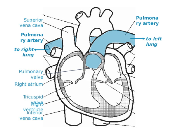 Pulmonary artery Superior vena cava Pulmonary artery to left lung to right lung Pulmonary valve Right atrium Tricuspid valve Right ventricle Inferior vena cava