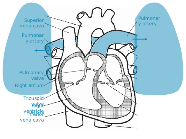 Pulmonary artery Superior vena cava Pulmonary artery Pulmonary valve Right atrium Tricuspid valve Right ventricle Inferior vena cava