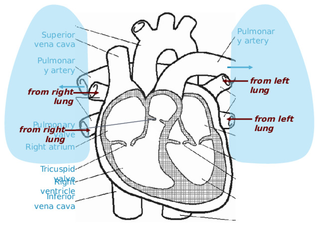 Pulmonary artery Superior vena cava Pulmonary artery from left lung from right lung from left lung Pulmonary valve from right lung Right atrium Tricuspid valve Right ventricle Inferior vena cava