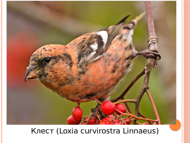 Клест (Loxia curvirostra Linnaeus)