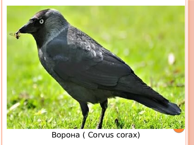 Ворона ( Corvus corax)