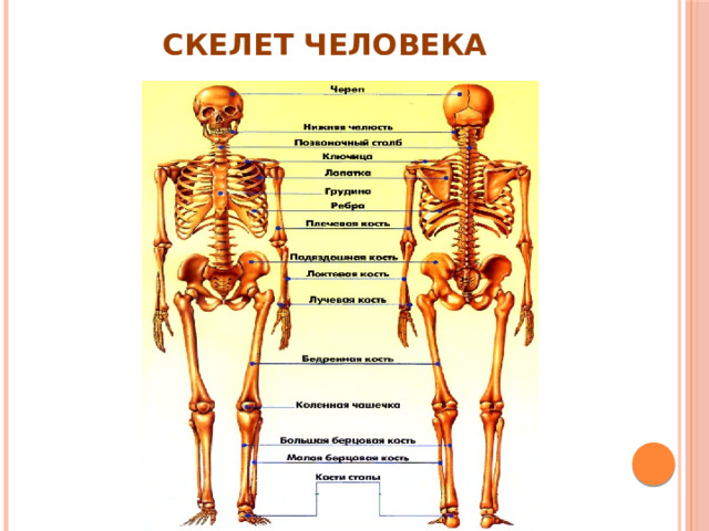 Скелет человека