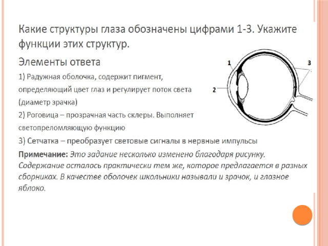 Глаз строение егэ биология