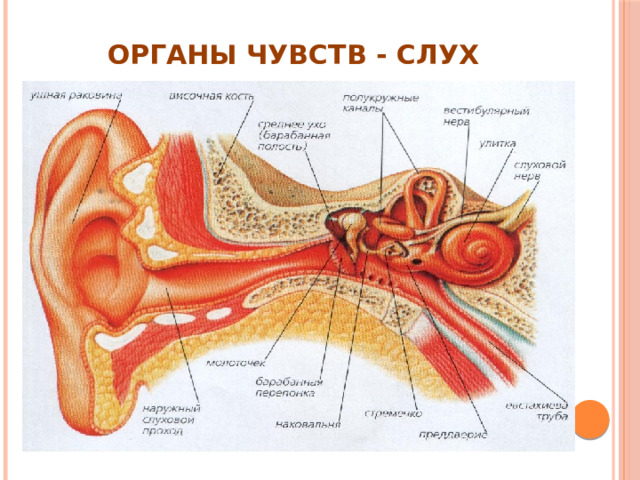 Органы чувств - слух