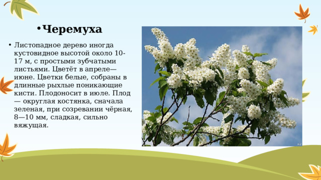 Черемуха Листопадное дерево иногда кустовидное высотой около 10-17 м, с простыми зубчатыми листьями. Цветёт в апреле—июне. Цветки белые, собраны в длинные рыхлые поникающие кисти. Плодоносит в июле. Плод — округлая костянка, сначала зеленая, при созревании чёрная, 8—10 мм, сладкая, сильно вяжущая.