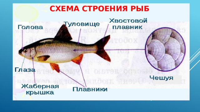 Схема строения рыб