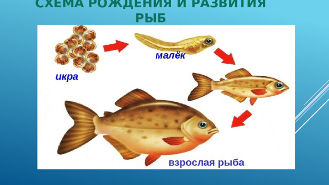 Схема рождения и развития рыб