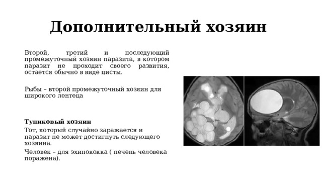 Дополнительный хозяин Второй, третий и последующий промежуточный хозяин паразита, в котором паразит не проходит своего развития, остается обычно в виде цисты. Рыбы – второй промежуточный хозяин для широкого лентеца Тупиковый хозяин Тот, который случайно заражается и паразит не может достигнуть следующего хозяина. Человек – для эхинококка ( печень человека поражена).